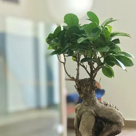 Casa Do Poeta アパート